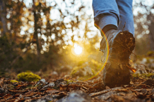 person walking in forest