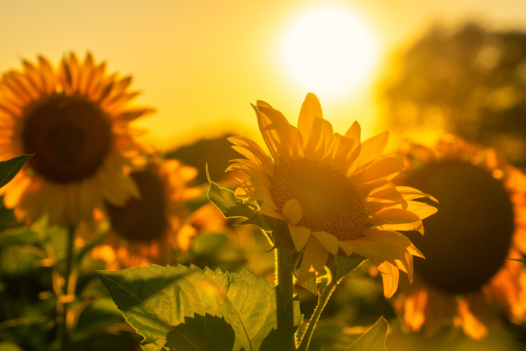 sunflowers