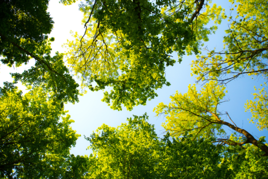 trees against blue sky